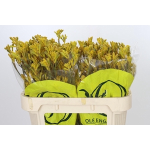 Anigozanthos Kangaroo Paw Yellow