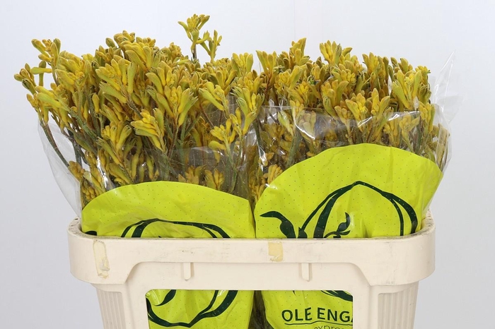 <h4>Anigozanthos Kangaroo Paw Yellow</h4>