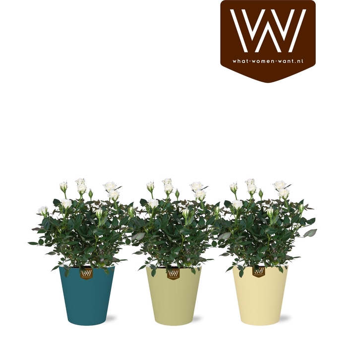 <h4>ARR ROSA POT</h4>