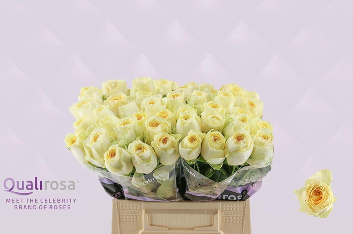 <h4>R Gr Buttercup</h4>