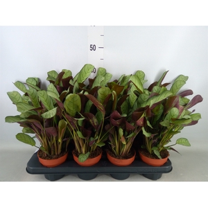 Ctenanthe burle-marxii 'Amagris'