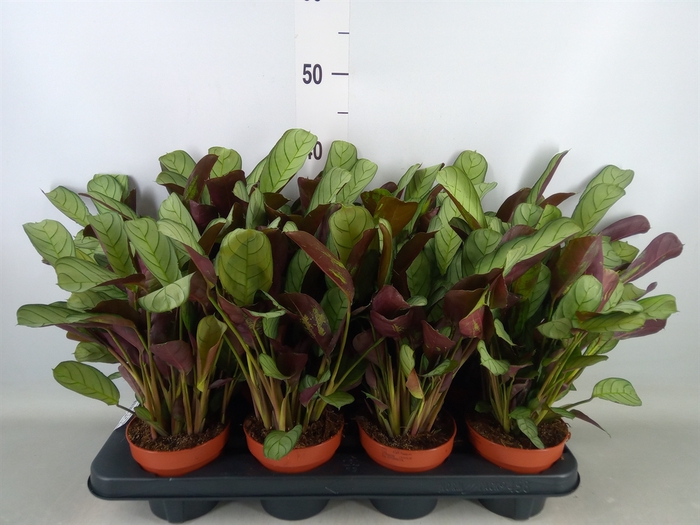 <h4>Ctenanthe burle-marxii 'Amagris'</h4>