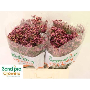 LIM SIN TIFFANY DIAM