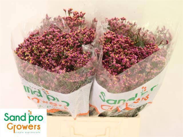 <h4>LIM SIN TIFFANY DIAM</h4>