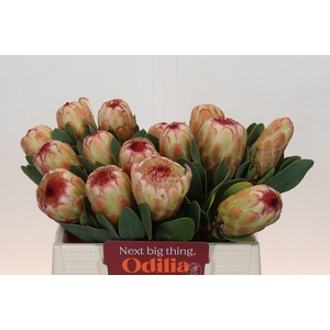 Protea Grandicolor