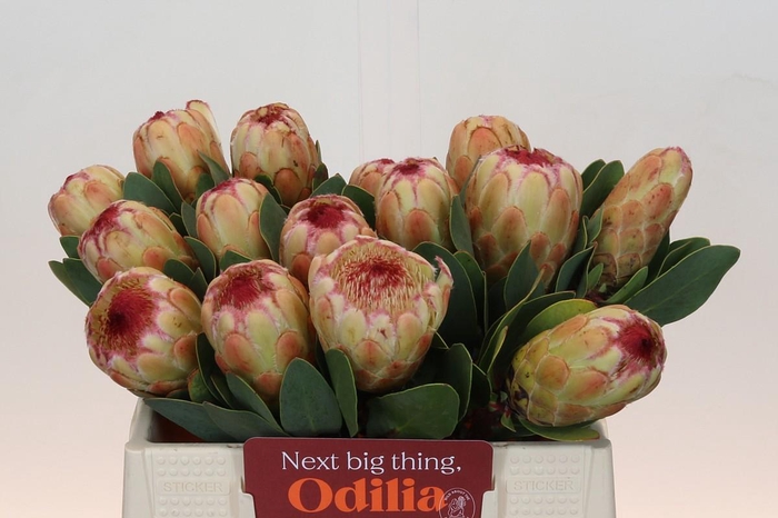 <h4>Protea Grandicolor</h4>