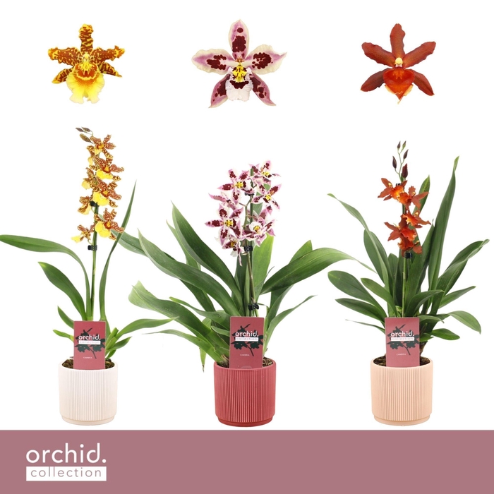 <h4>Cambria, Mix 1-spike in Horizon Ribble 'Orchid Collection'</h4>