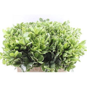 Pittosporum Ilan