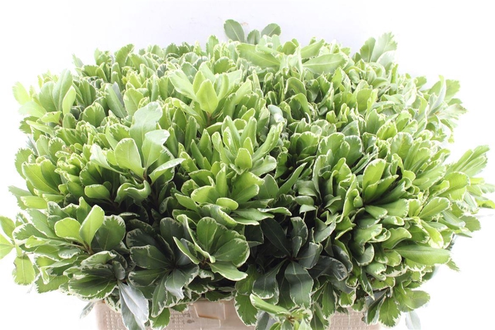 <h4>Pittosporum Ilan</h4>