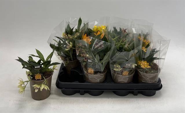 arr8 Orchidee Promenaea Sunlight Mixtray