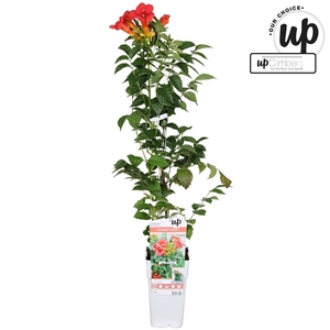 Campsis tagliabuana 'Solo Rosso' P15