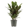 Cordyline Salsa toef 19 cm