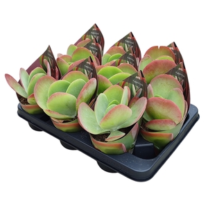 Kalanchoe Thyrsiflora Potcover