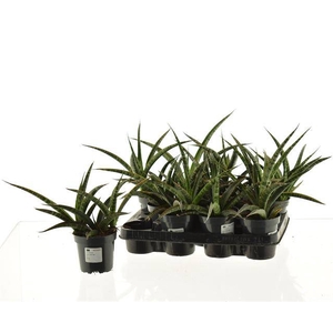 Sansevieria trifasciata 10,5Ø 30cm