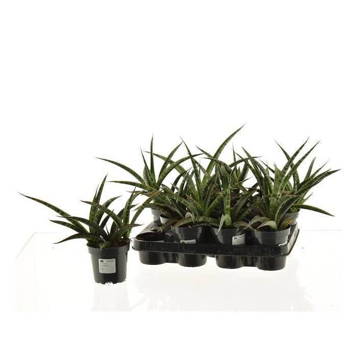 <h4>Sansevieria trifasciata 10,5Ø 30cm</h4>
