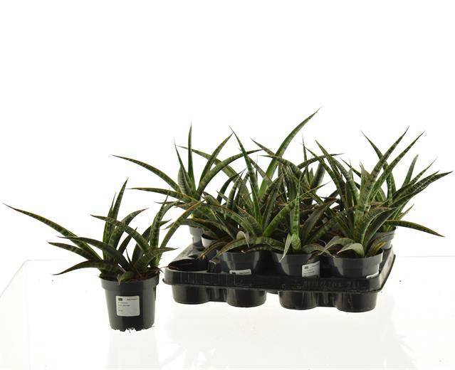 Sansevieria trifasciata 10,5Ø 30cm