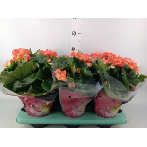 Begonia elat. DU 'Reina'