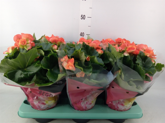 <h4>Begonia elat. DU 'Reina'</h4>