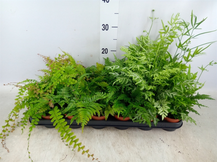 <h4>Ferns   ...mix</h4>