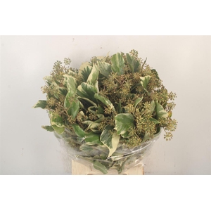 Hedera Berry Variegata Per Bunch