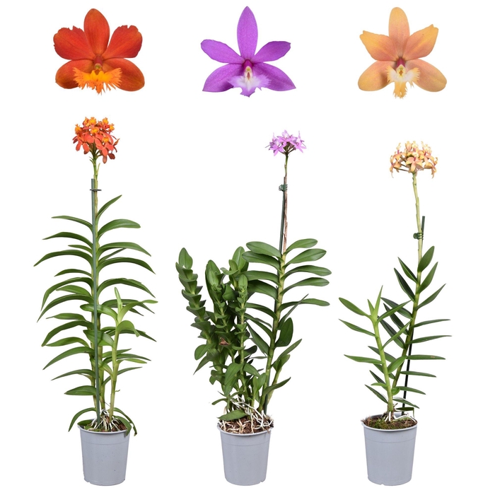 <h4>Epidendrum mix 1 tak 12 cm</h4>