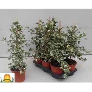 FIC NATAL SWEETHEART