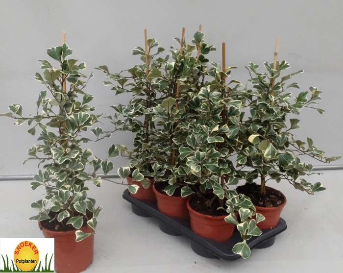 <h4>FIC NATAL SWEETHEART</h4>