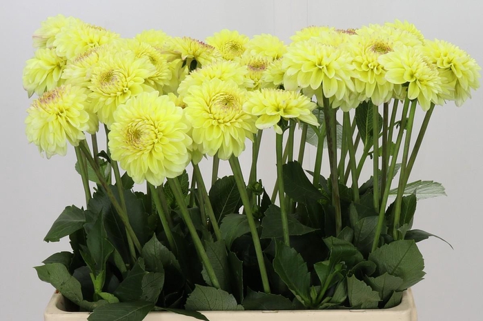 <h4>Dahlia Isa's Favourite</h4>