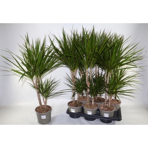 DRA MARGINATA