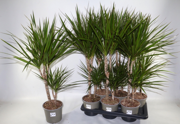 <h4>DRA MARGINATA</h4>