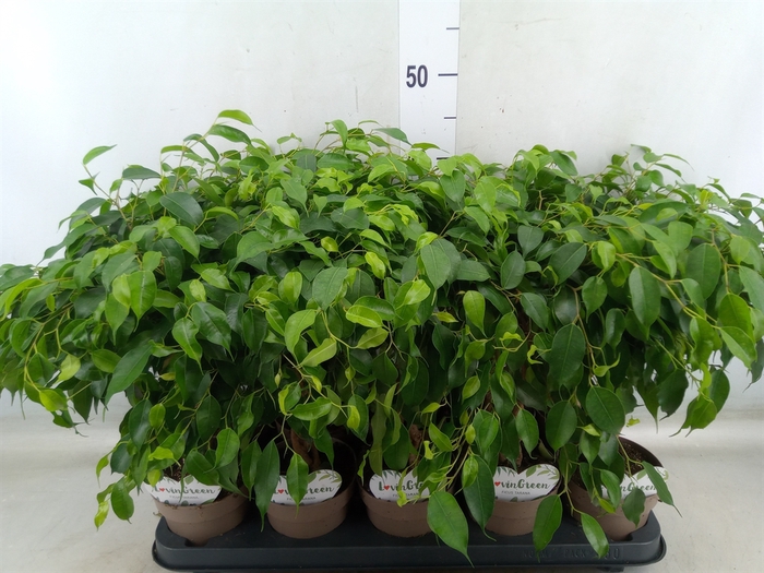 <h4>Ficus benja.   ...</h4>