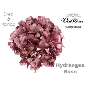 DRIED HYDRANGEA ROSE