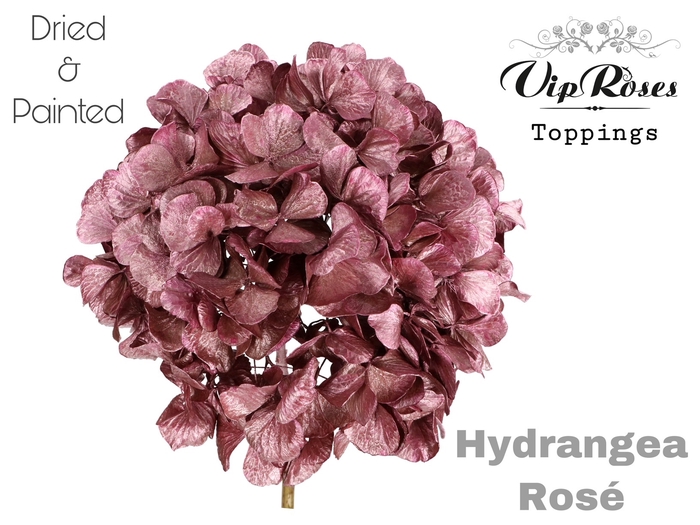 DRIED HYDRANGEA ROSE