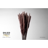 Dried Cortaderia Fluffy Natural