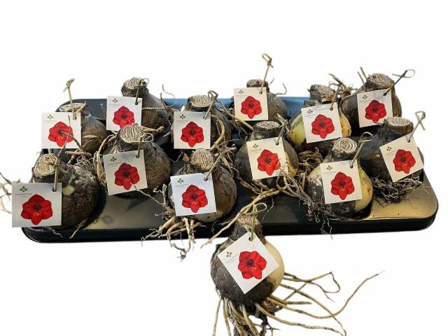 <h4>BLOEMBOL HIPPEASTRUM</h4>