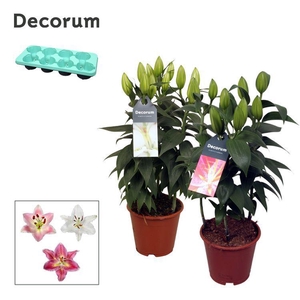 Lilium Oriental Mix 13cm