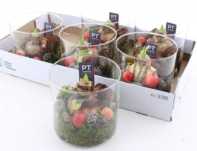 <h4>ARR BOL KNOLGEWAS</h4>