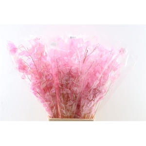 Dried Lunaria Light Pink 90cm P Bunch