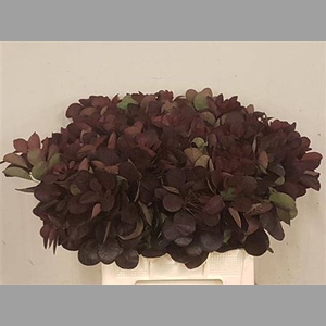 Coti C Royal Purple