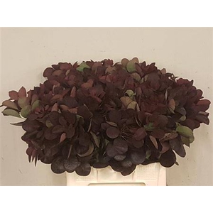 Coti C Royal Purple 60 Cm