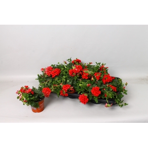 VERBE EMP DARK RED
