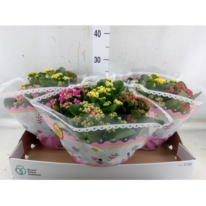 Kalanchoe blos.   ..rosebud mix/pot