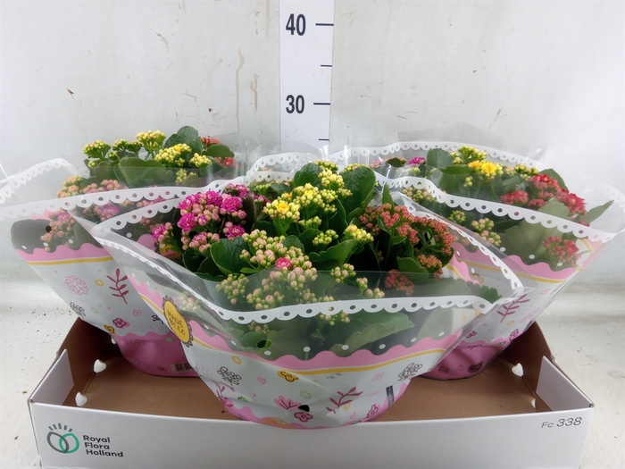 <h4>Kalanchoe blos.   ..rosebud mix/pot</h4>
