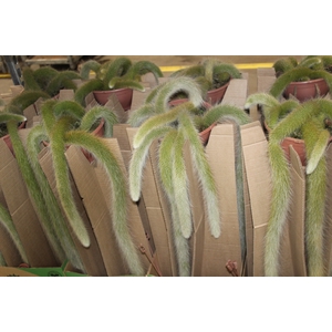 CACTUS RABO DE MACACO C18 PENDENTE