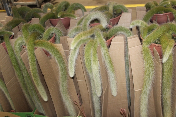 <h4>CACTUS RABO DE MACACO C18 PENDENTE</h4>