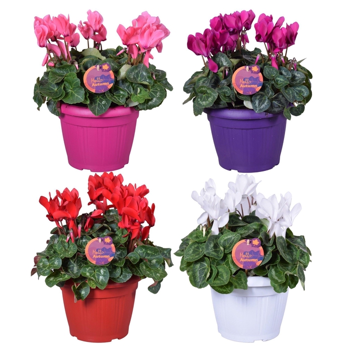 <h4>Cyclamen in Patiopot ton sur ton</h4>