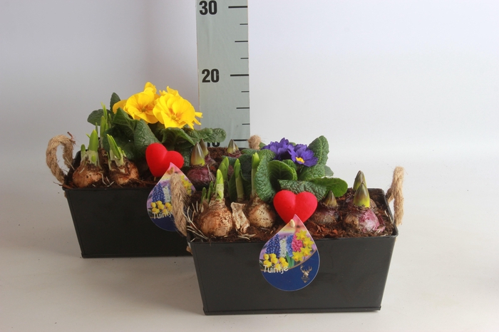 <h4>ARR BOL KNOLGEWAS</h4>