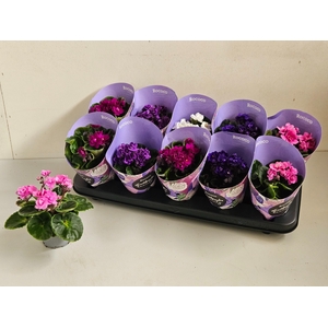 SAINTP IN ROCOCO GEM