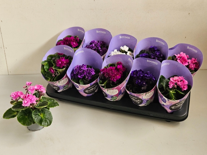 <h4>SAINTP IN ROCOCO GEM</h4>