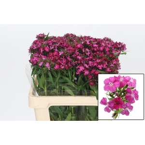 DI BARB AM NEON CHER